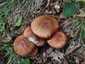 Piruló galóca (Amanita rubescens), Pilis
